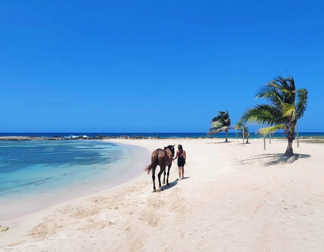 Sand n Saddle Scenic Coastal Trail Ride